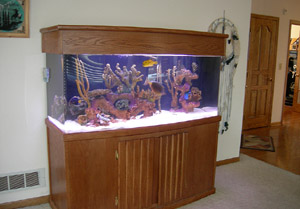 Saltwater Aquarium Cleaning Provides great sea life environment